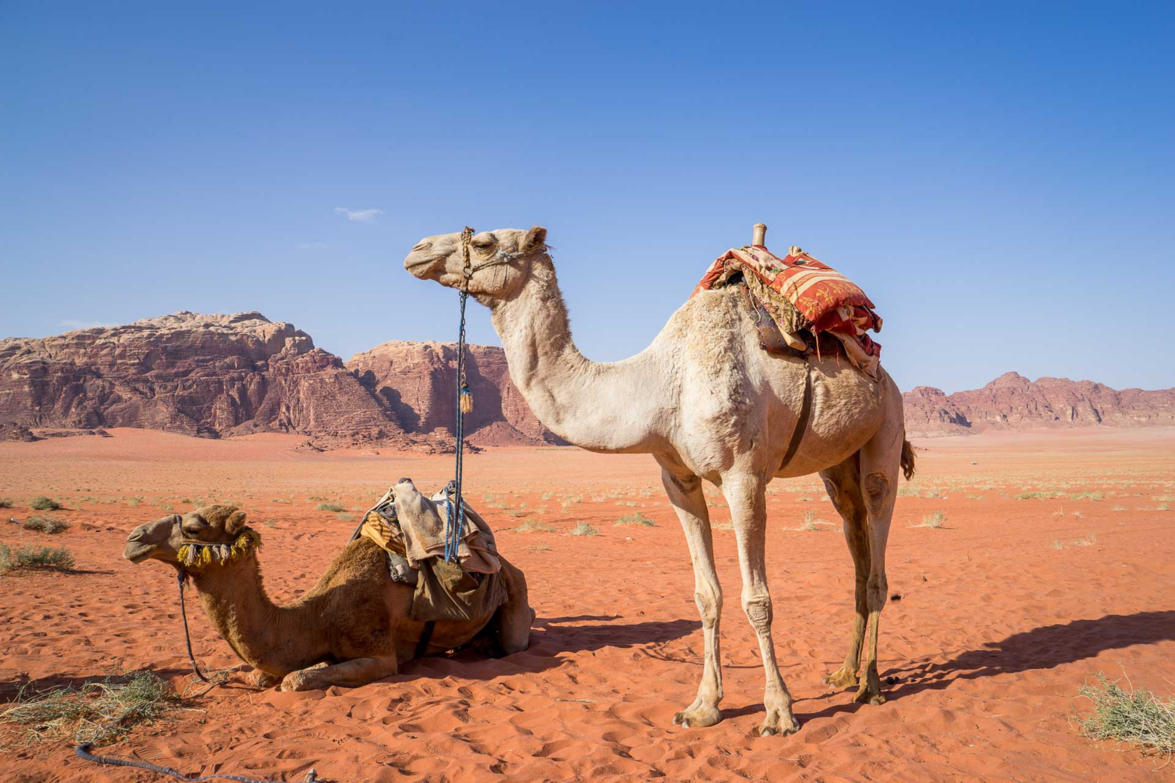 namib desert (3).webp